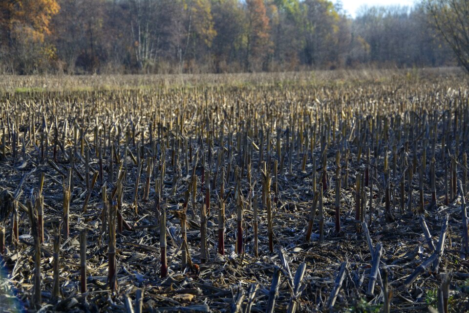 Harvested agriculture corn