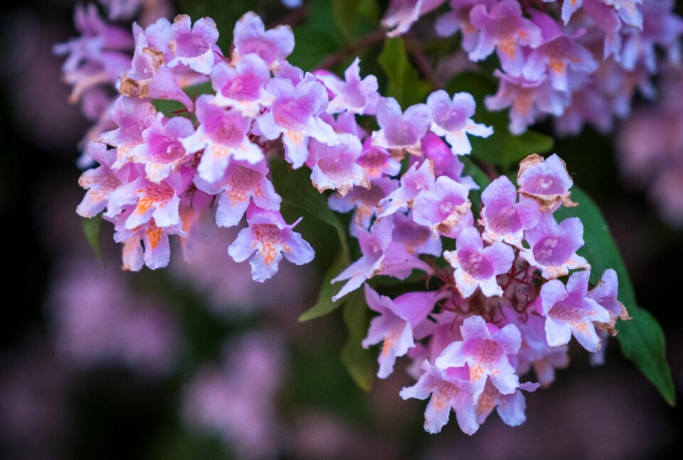 Spring bush tree