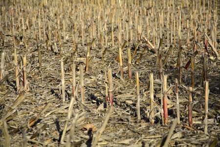 Agriculture corn harvest photo