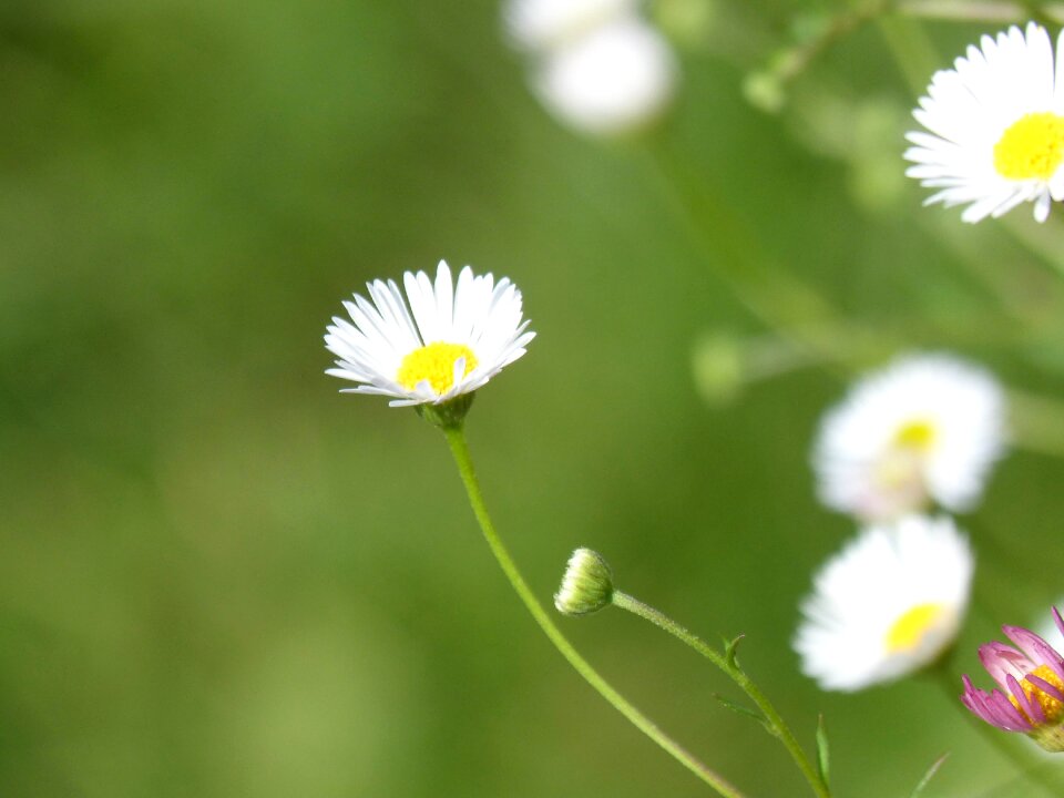 Wild flower prado margaritas