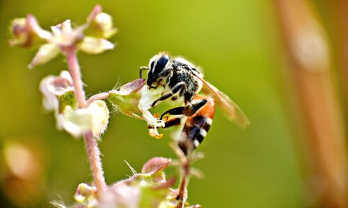 Macro insect honey bee photo