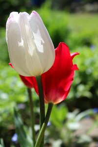Nature flower plant