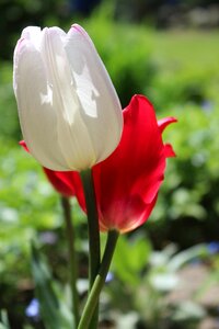 Nature flower plant photo