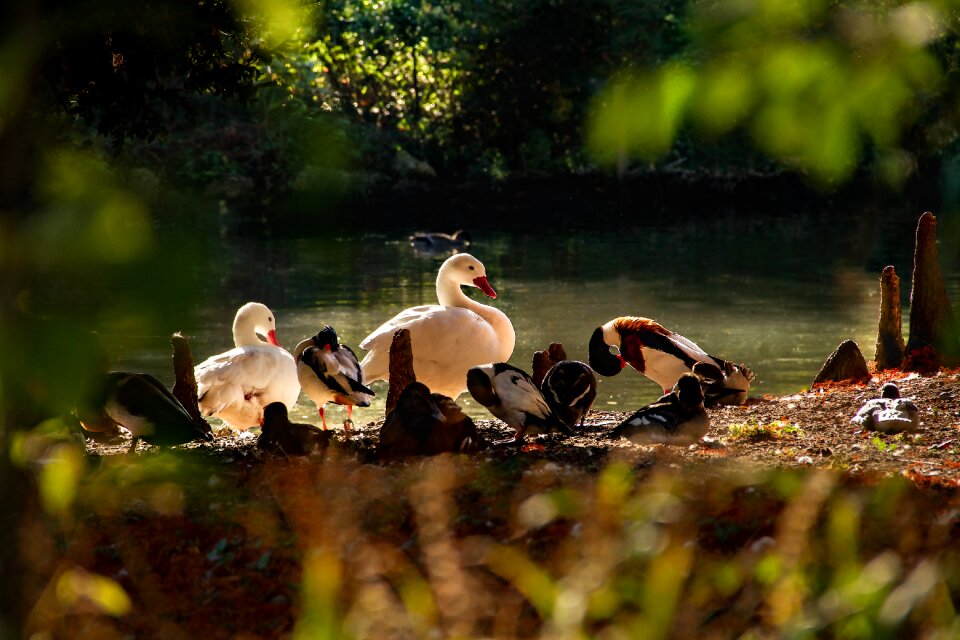 Nature animals scene nature