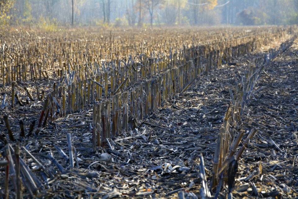 Harvested agriculture corn