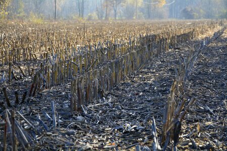 Harvested agriculture corn photo