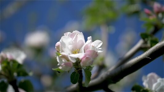 Blossom bloom bee photo