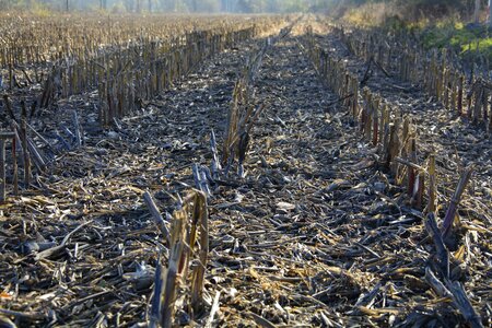 Stubble agriculture corn photo