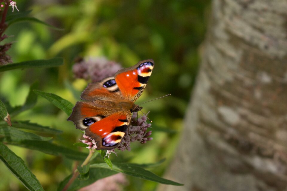 Bug flower butterflies