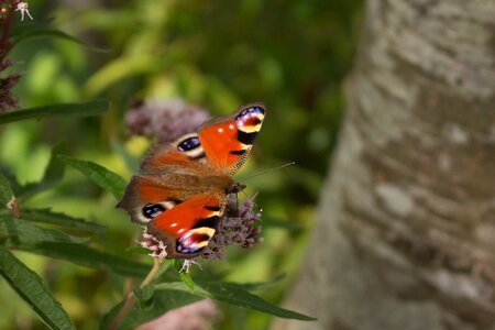 Bug flower butterflies