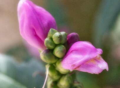 Macro beautiful bright
