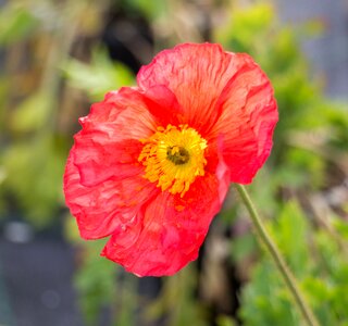 Bloom nature red flower