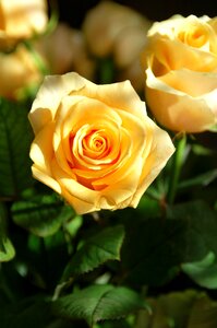 Bloom sheet nature