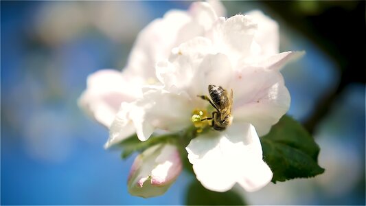 Blossom bloom bee photo