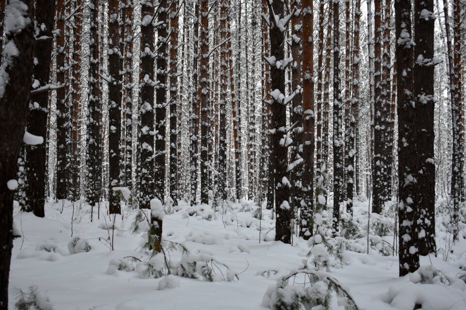 Winter landscape frost