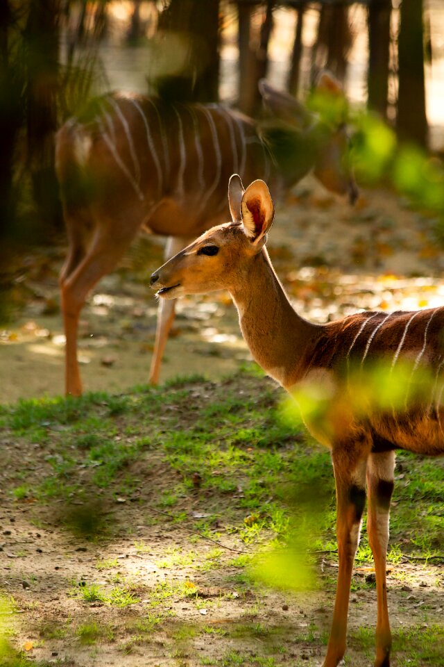 Natural world animal local