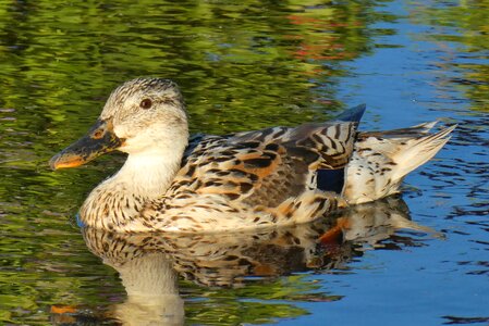 Bird plumage animal world