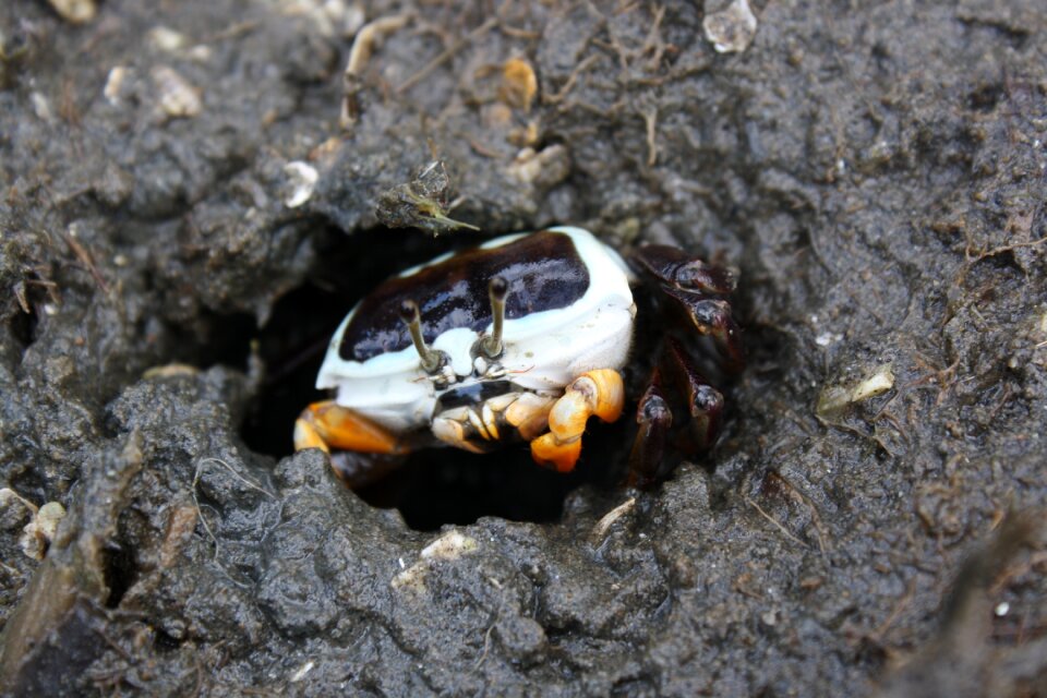 Mangrove mud crab