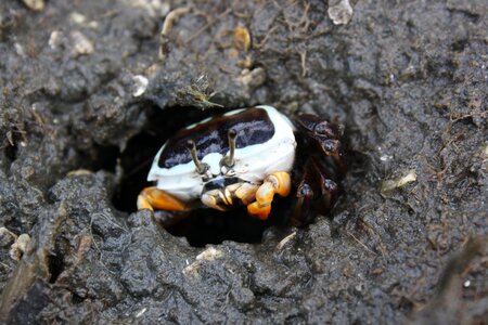 Mangrove mud crab