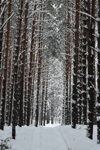 Siberia novosibirsk trees