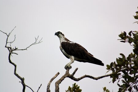 Australia bird wildlife
