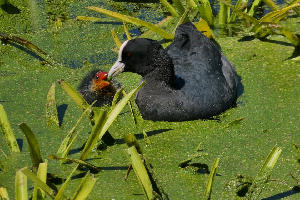 Waterfowl chicks spring