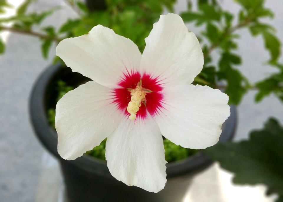 White rose of sharon republic of korea chrysanthemum sejong city