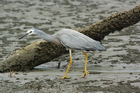 Fauna feathers mangrove