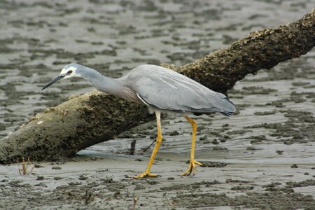 Fauna feathers mangrove photo