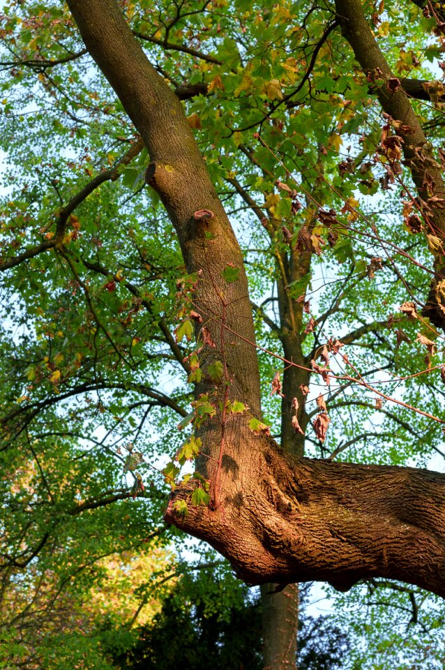 Maple autumn tree bark