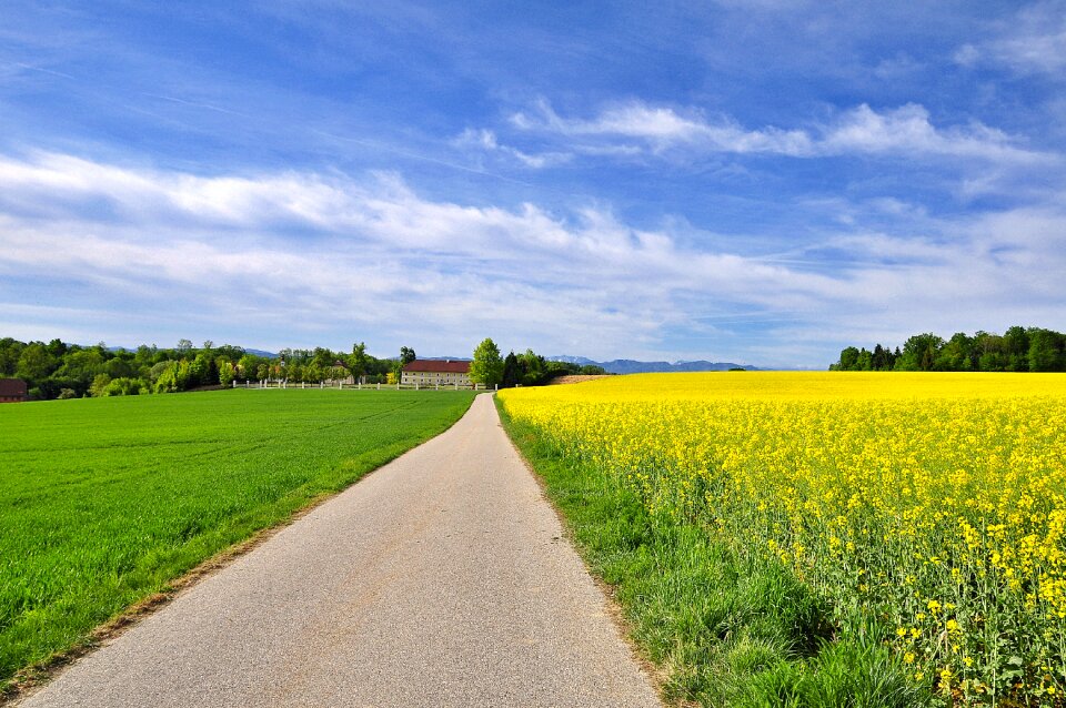 Farmhouse contrast yellow