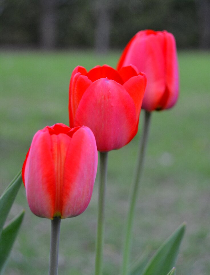 Garden red tulips blossom