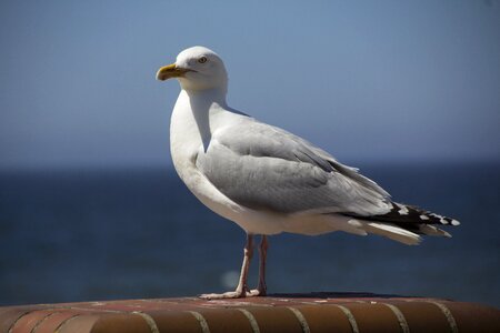 Island seagull bird