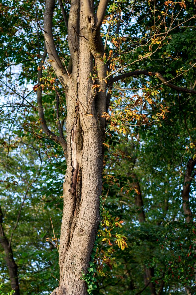 Autumn autumn mood nature