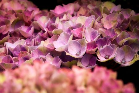 Close up background hydrangea flower photo