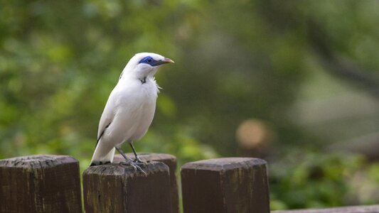 Outdoor animal wild photo