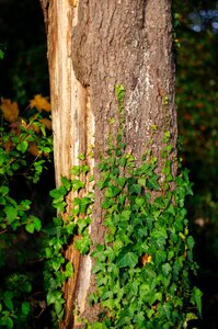 Ivy tree tree bark photo