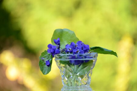 Spring nature plant