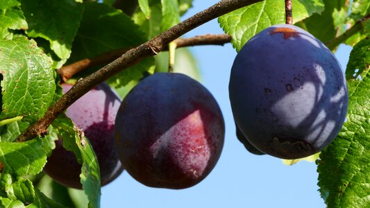 Trees plums light