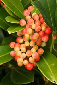Vegetable fruits nature