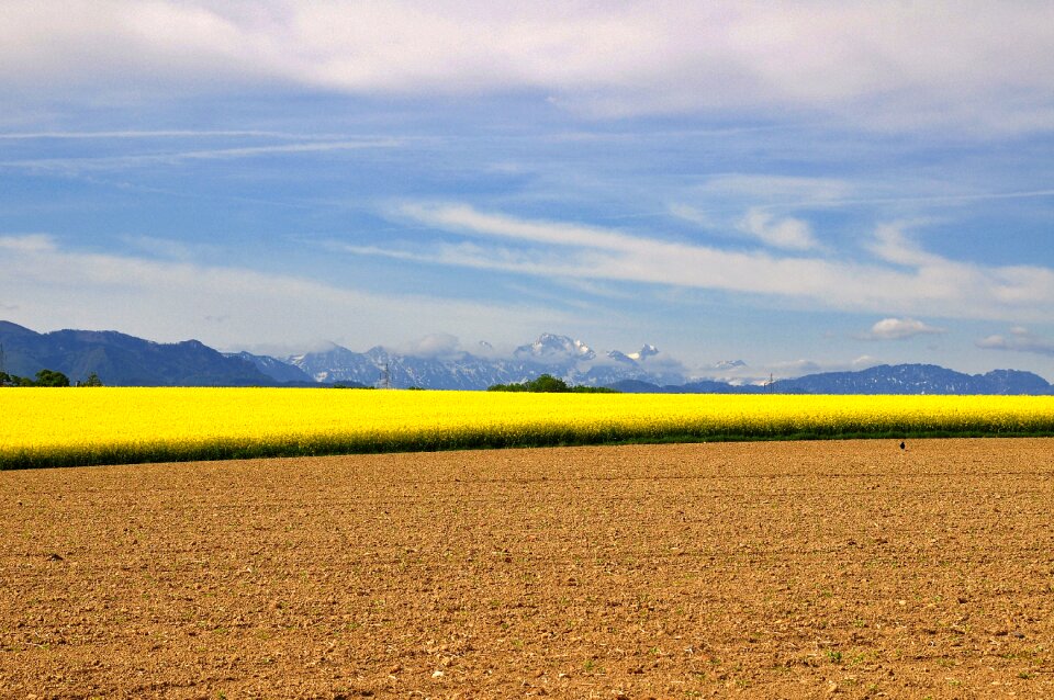 Contrast brown yellow