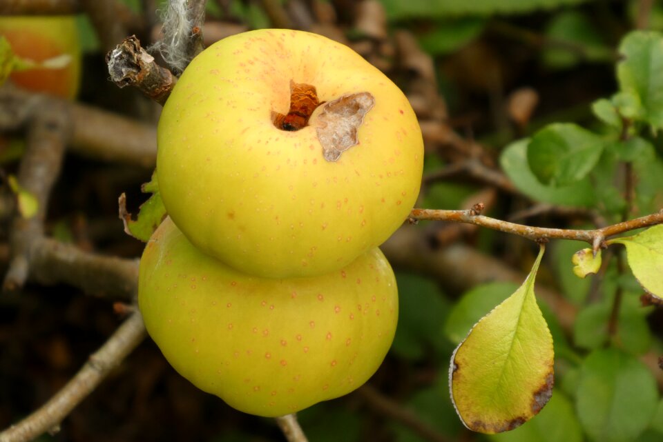 Ornamental apple autumn shrubs