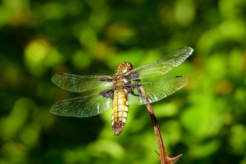 Ważka insect nature