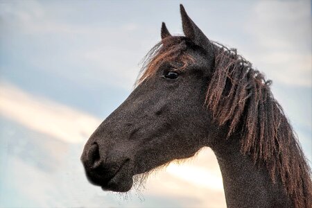Friesian horse animal horses