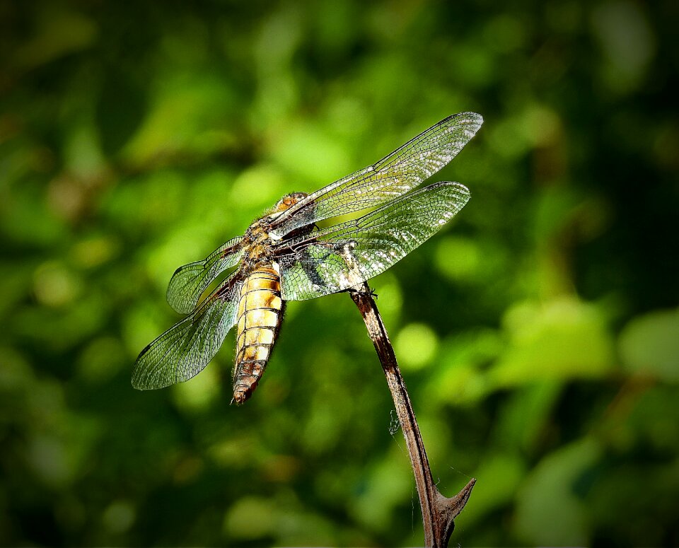 Dragonflies nature insect