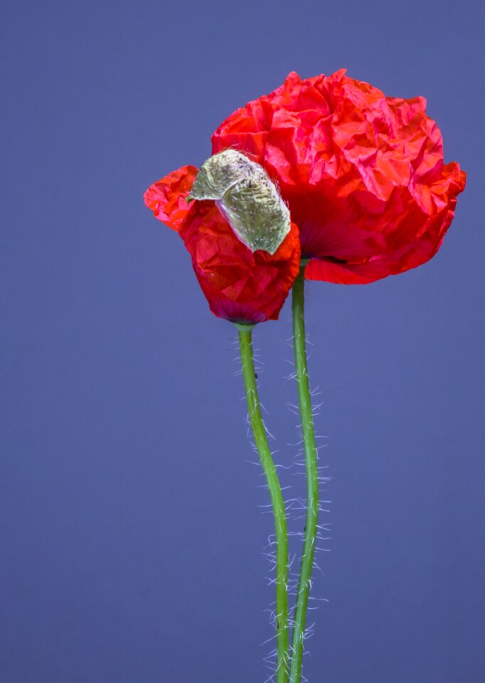Blossom klatschmohn mohngewaechs