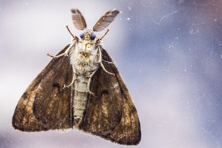 Butterfly nature animal