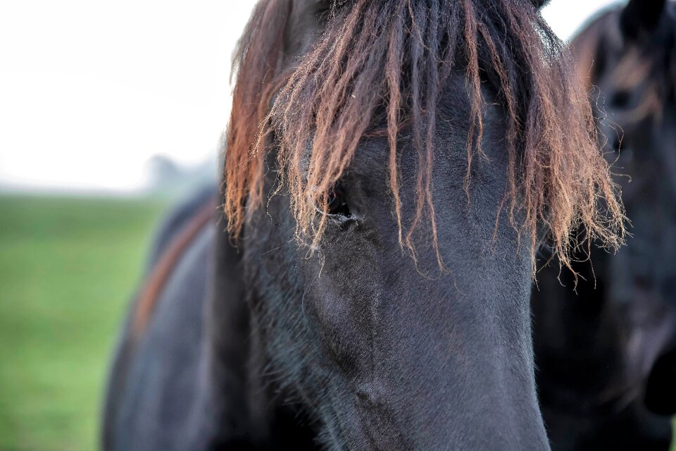 Friesian horse animal horses