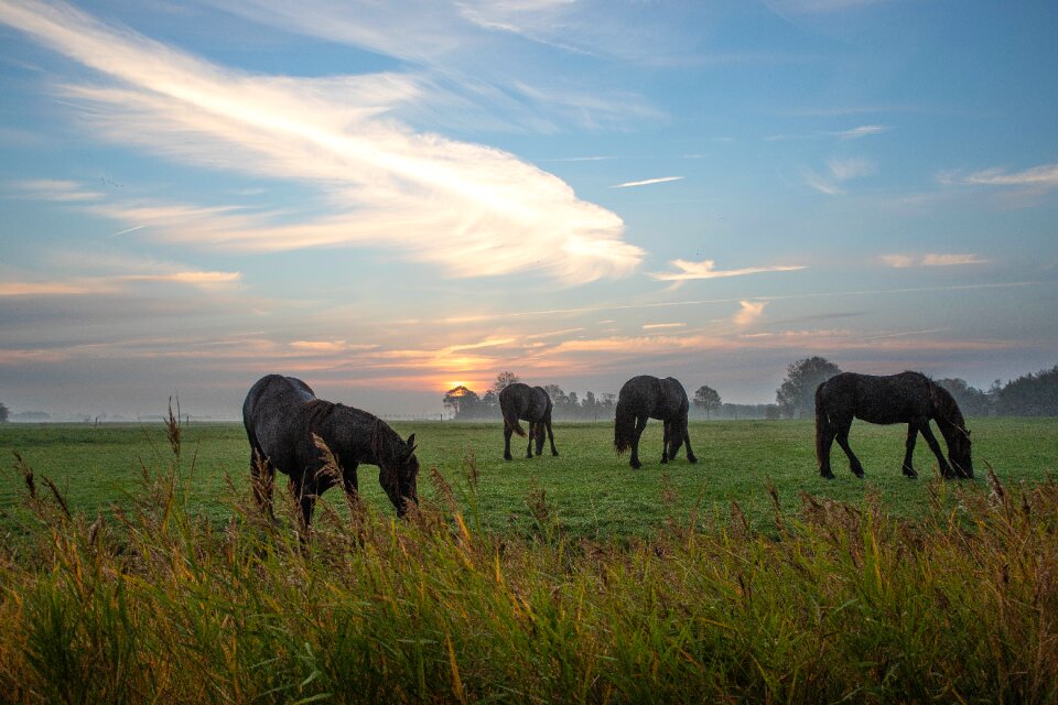 Animal horses animals