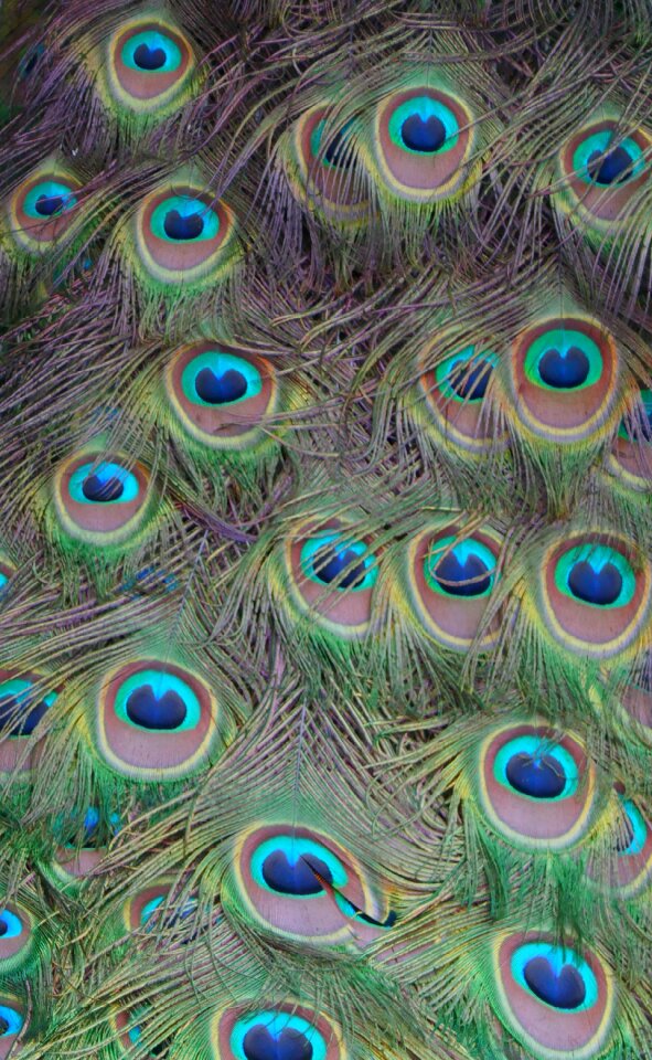 Pattern plumage gorgeous